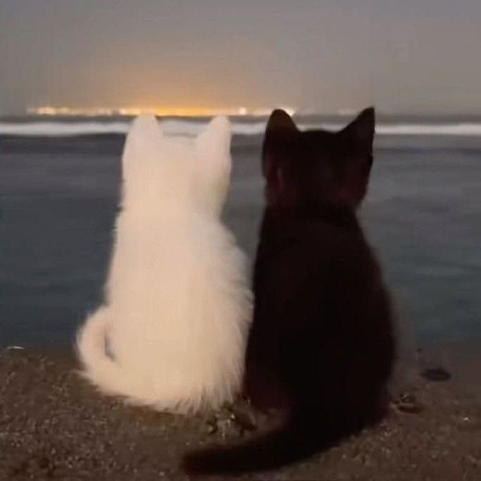 Kucing